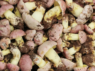 2019牛肝菌多少錢一斤 2019牛肝菌多少錢一斤