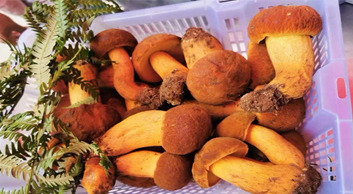 牛肝菌價(jià)格