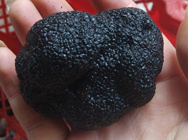 2019黑松露多少錢一斤