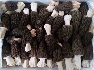 2019羊肚菌多少錢(qián)一斤 2019羊肚菌多少錢(qián)一斤