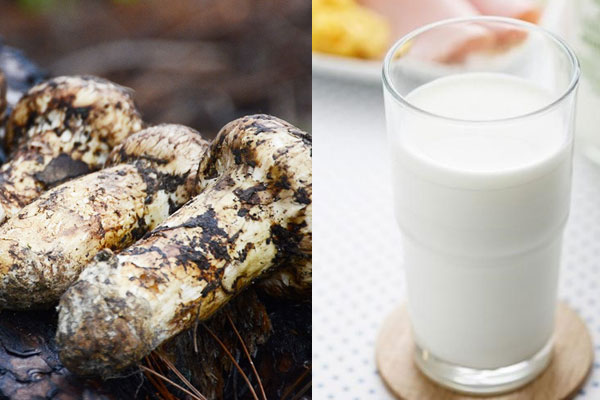 吃完松茸可以喝牛奶嗎，松茸可以和木耳一起燉嗎