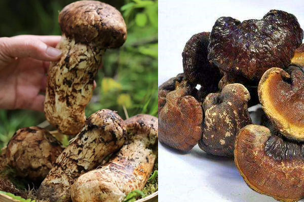 松茸和靈芝可以一起煲湯嗎，松茸和靈芝哪個抗癌效果好