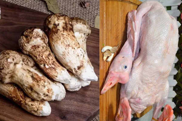 松茸可以和鵝一起煲湯嗎，松茸燉鵝的功效與作用