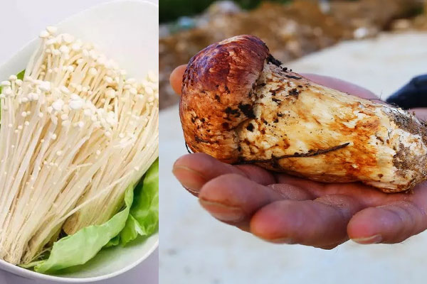 松茸和蘑菇的區(qū)別，松茸可以燉鴨肉嗎
