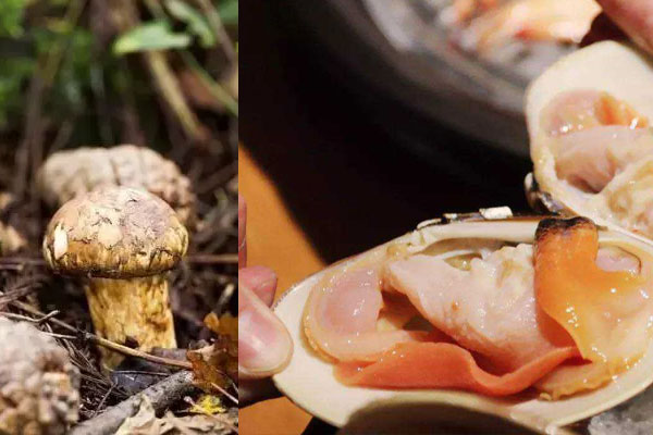 松茸能和海鮮一起吃嗎，松茸可以和香菇一起燉嗎