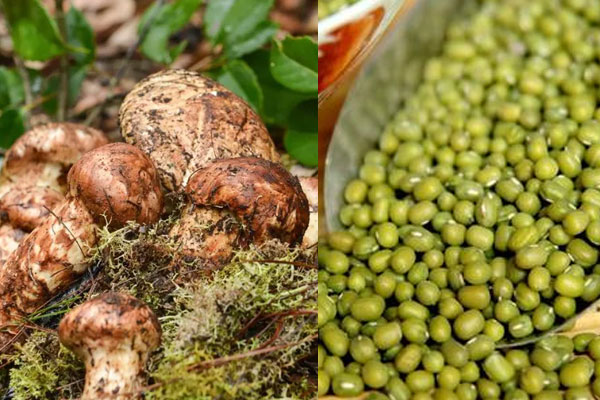 綠豆和松茸能一起吃嗎，干松茸不泡直接燉雞可以嗎