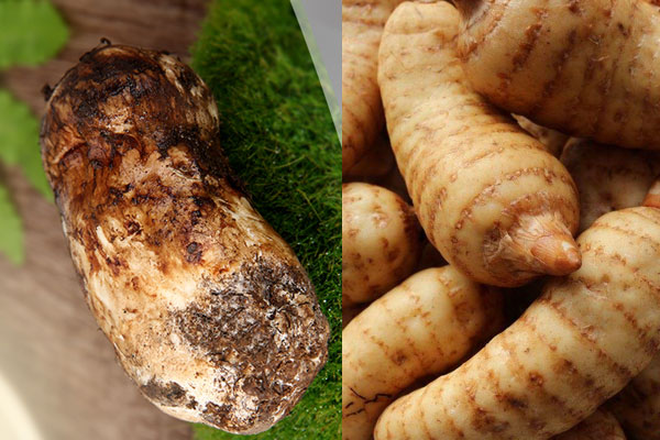 松茸天麻能一起燉雞嗎，黨參能和松茸一起燉雞湯嗎