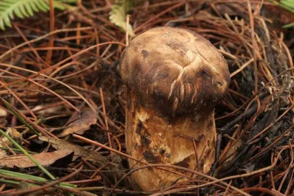 松茸人工種植的怎么這么便宜，松茸配什么菜炒好吃