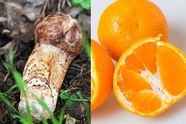 松茸好消化嗎，炒松茸用什么鍋?zhàn)詈? title=