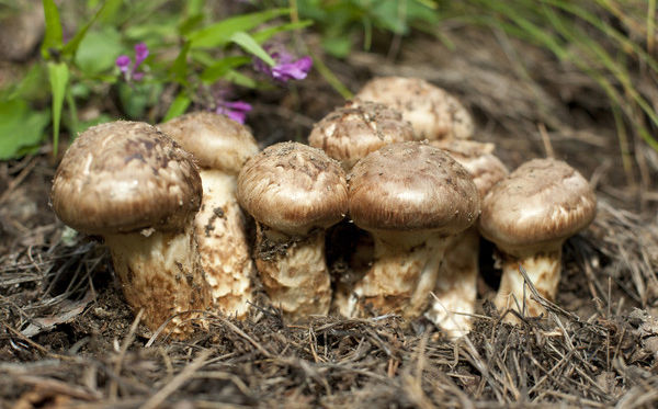 松茸的生長環(huán)境 松茸的生長環(huán)境