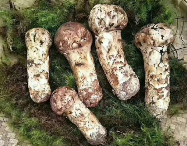 新鮮松茸 新鮮松茸