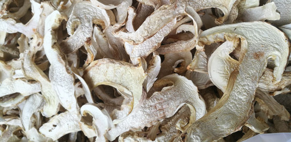 松茸干片 松茸干片