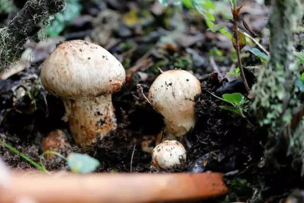 松茸產(chǎn)地 松茸產(chǎn)地