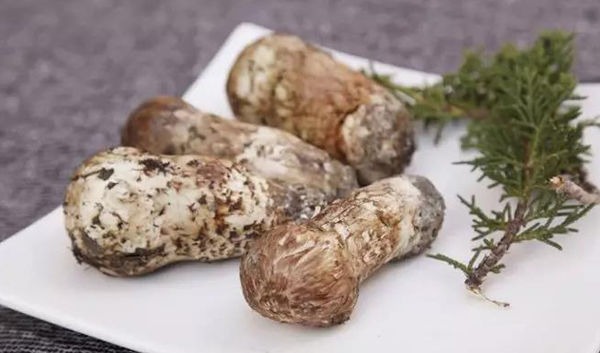 松茸的功效作用與營養(yǎng)價(jià)值