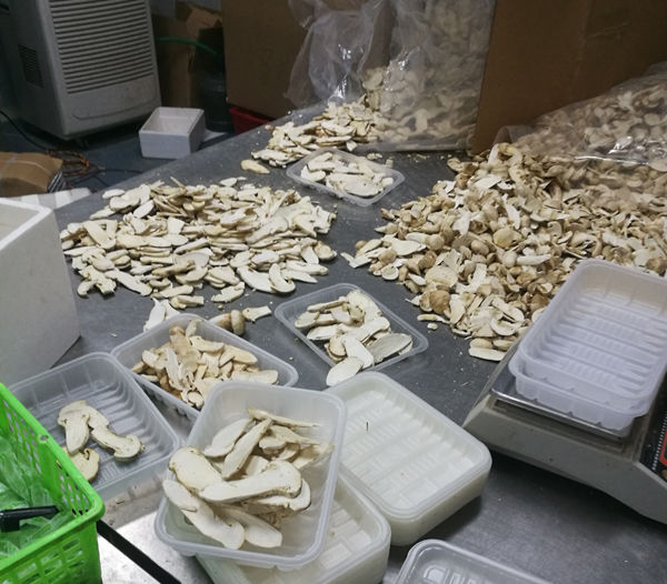 FD凍干松茸加工流程