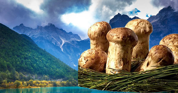 四川產(chǎn)地松茸""