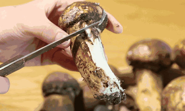 刮掉新鮮松茸泥腳