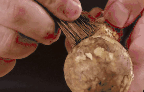 新鮮松茸的清洗方法