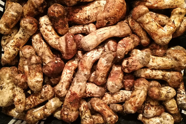 新鮮松茸怎么挑選