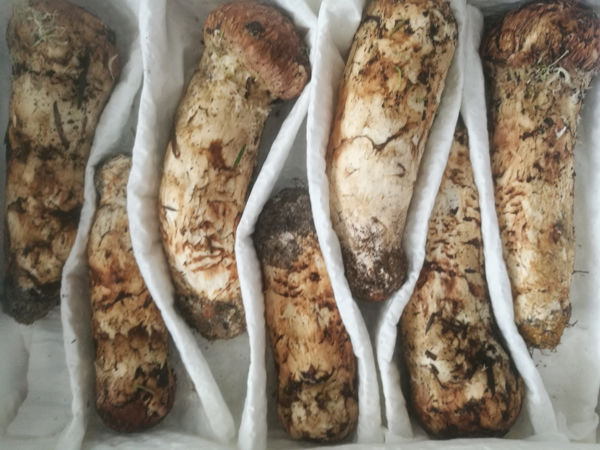 新鮮松茸一級貨