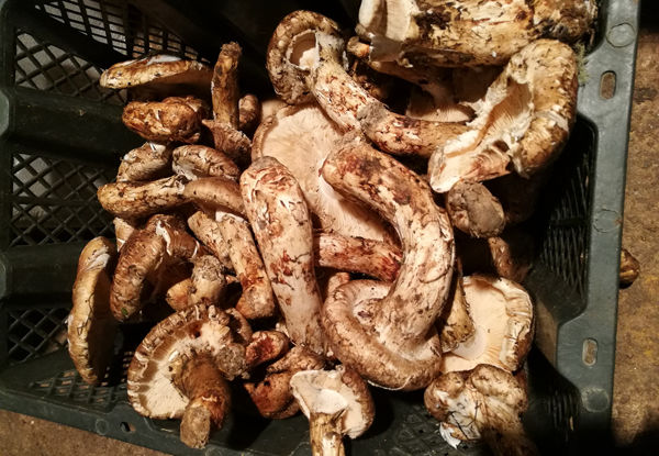 新鮮松茸三級貨