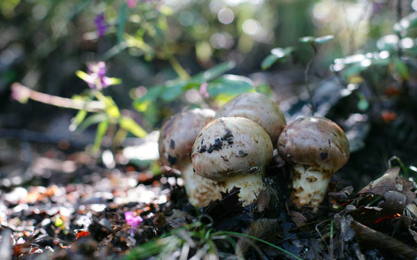 小金松茸的特點(diǎn)