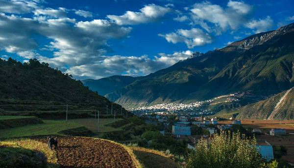 得榮松茸生長環(huán)境