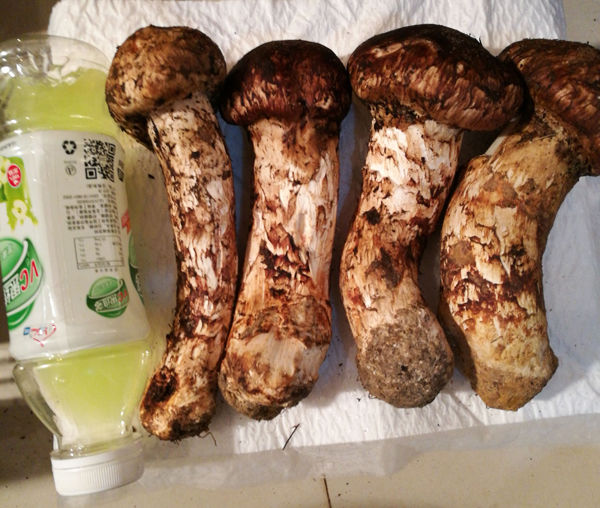 大個(gè)新鮮松茸泡酒