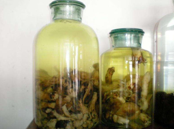 松茸泡酒的配方