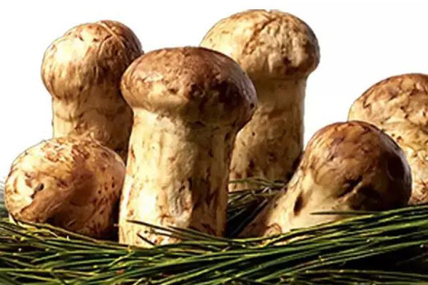 松茸的功效與禁忌