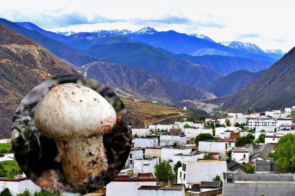 鄉(xiāng)城松茸