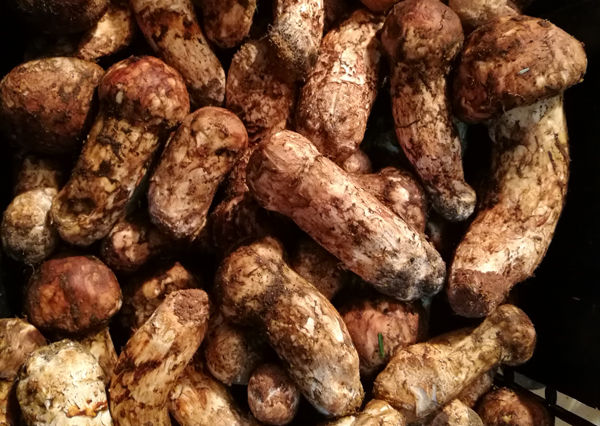 鄉(xiāng)城松茸特點