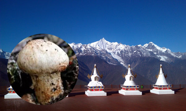 云南香格里拉新鮮松茸什么時(shí)候上市