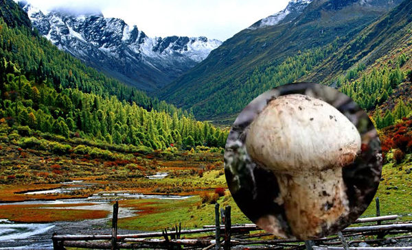 四川新鮮松茸幾月份上市