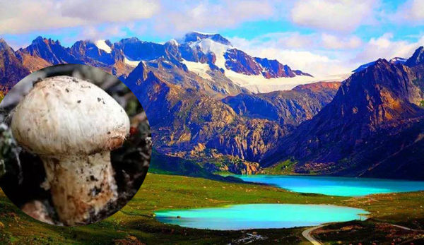 東北新鮮松茸幾月份有