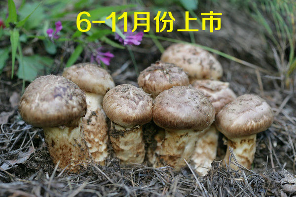 新鮮松茸什么季節(jié)上市