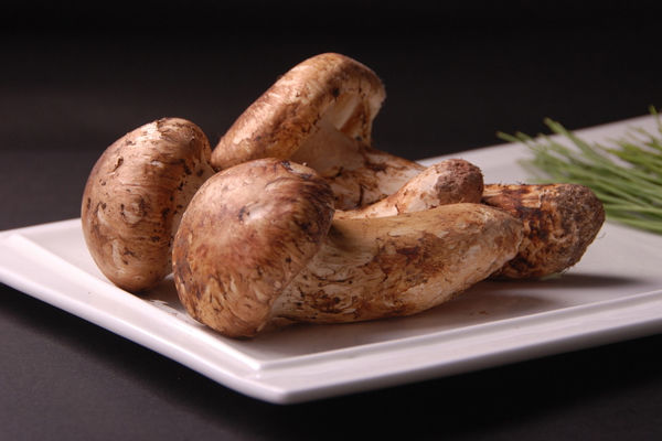 松茸為什么那么貴