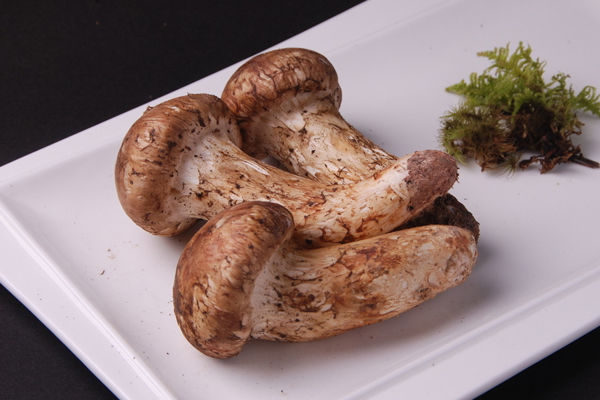 松茸價(jià)格貴的原因