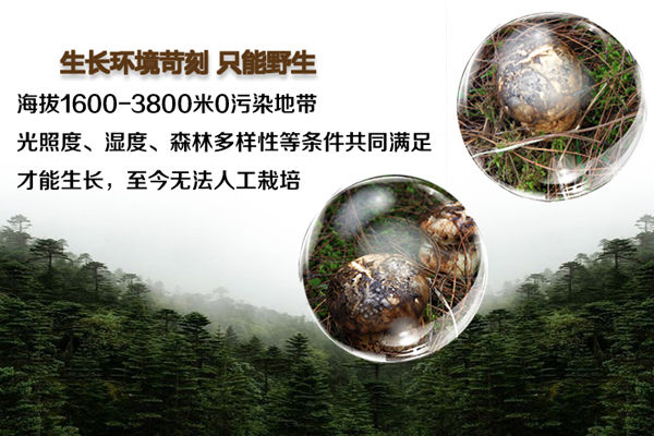松茸的生長環(huán)境和條件