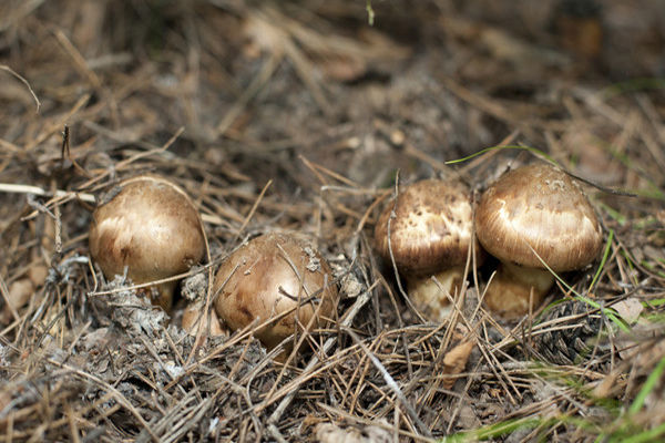 松茸的生長環(huán)境