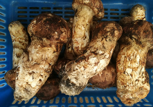 松茸的生長條件