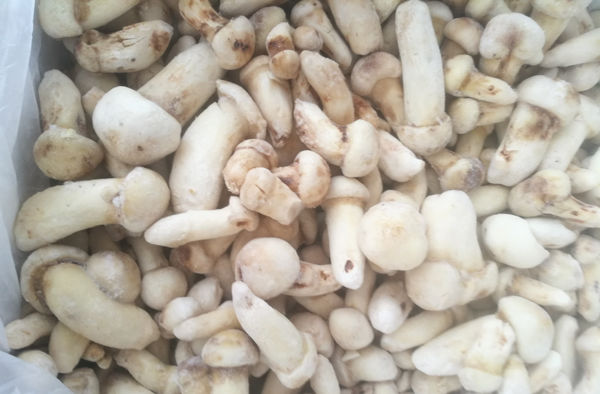 北京冰凍松茸批發(fā)價格