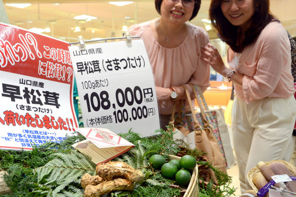 日本松茸價格多少錢一斤