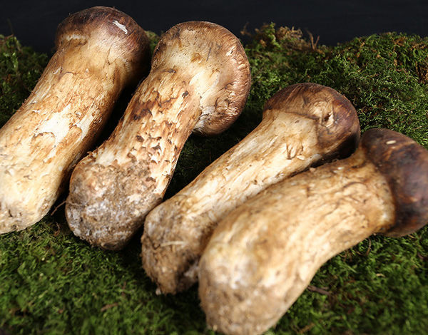 東北松茸價(jià)格多少錢一斤