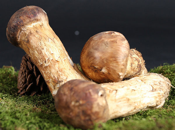 長白山新鮮松茸價(jià)格
