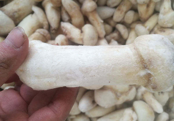 東北長白山冰凍松茸價(jià)格