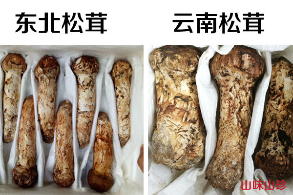 東北長白山松茸和云南松茸的區(qū)別圖