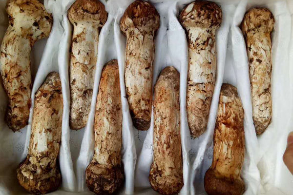 東北長白山松茸圖