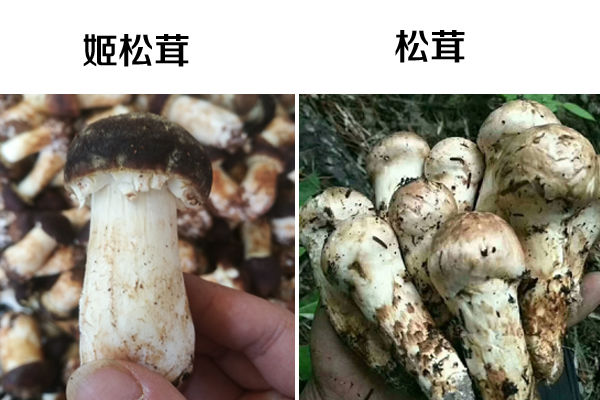 姬松茸和松茸的區(qū)別圖