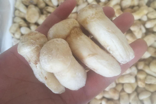 冰凍松茸保質期多久